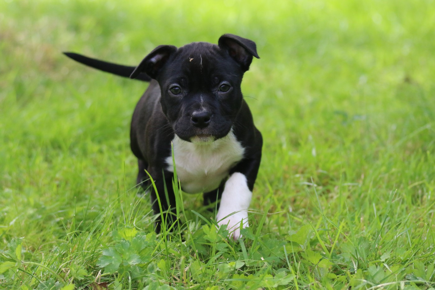 Dream Of White Angels - Chiots disponibles - American Staffordshire Terrier