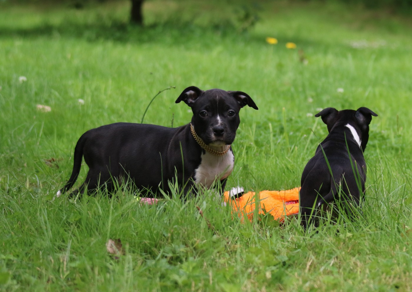 Dream Of White Angels - Chiots disponibles - American Staffordshire Terrier