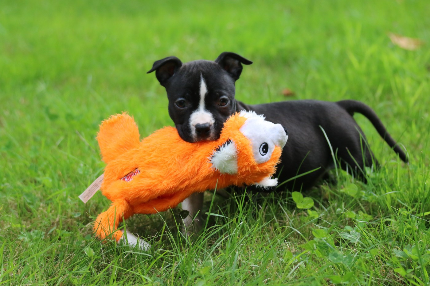 Dream Of White Angels - Chiots disponibles - American Staffordshire Terrier