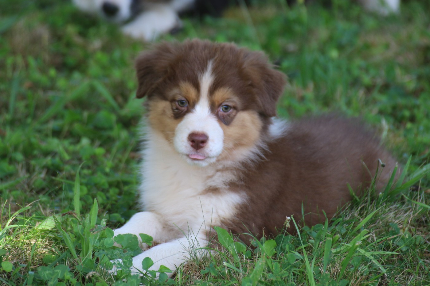 Dream Of White Angels - Chiots disponibles - Berger Australien