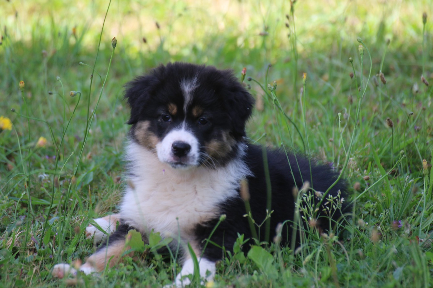 Dream Of White Angels - Chiots disponibles - Berger Australien