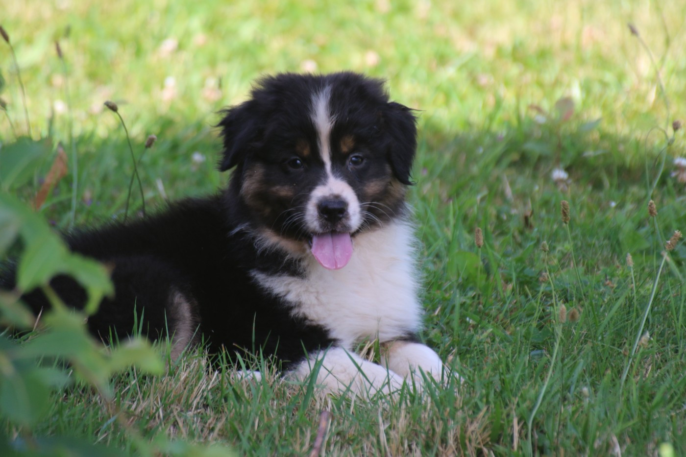 Dream Of White Angels - Chiots disponibles - Berger Australien