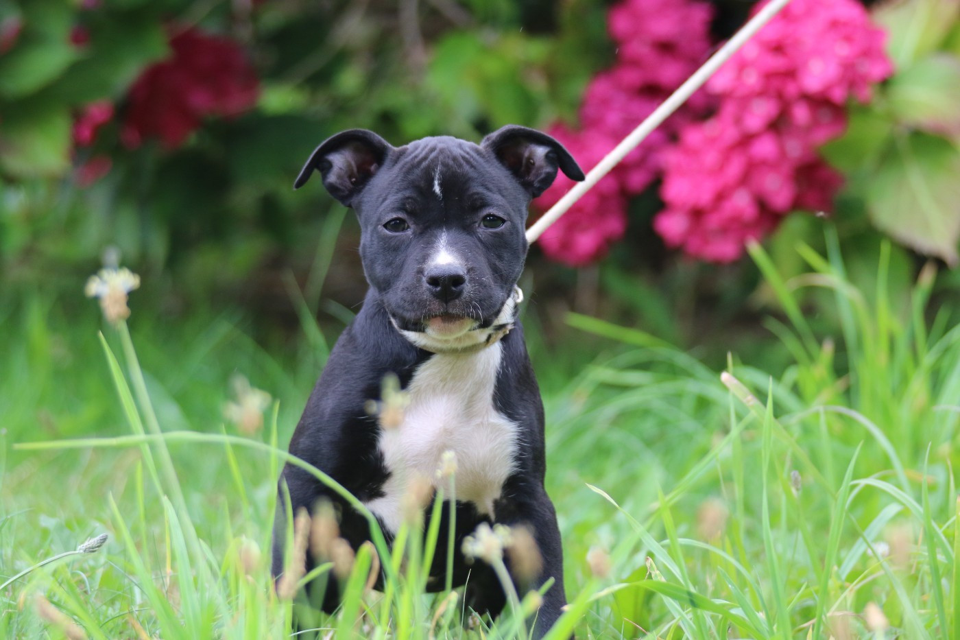 Dream Of White Angels - Chiots disponibles - American Staffordshire Terrier
