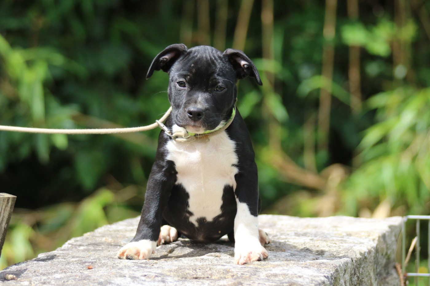 Dream Of White Angels - Chiots disponibles - American Staffordshire Terrier