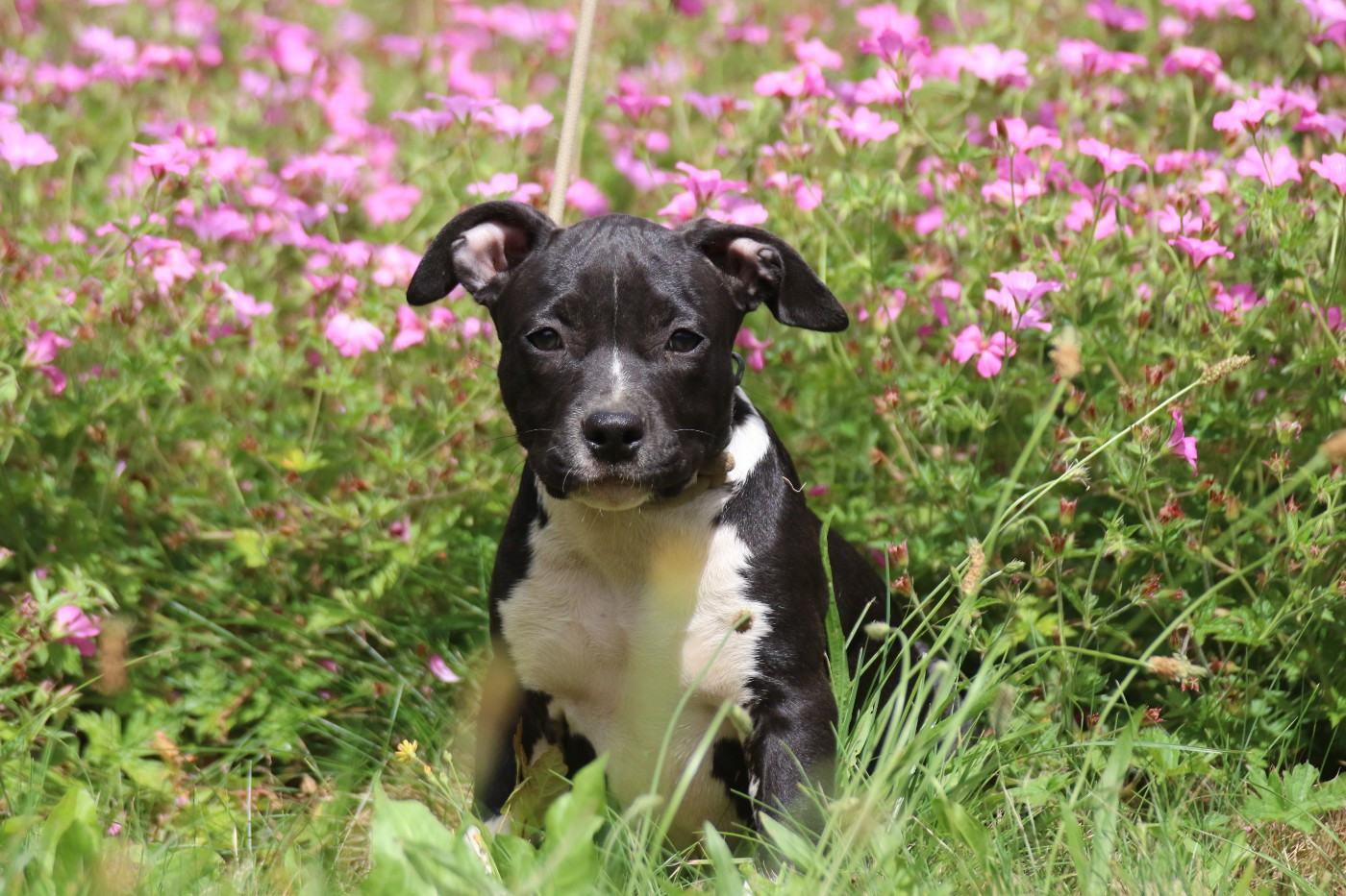 Dream Of White Angels - Chiots disponibles - American Staffordshire Terrier