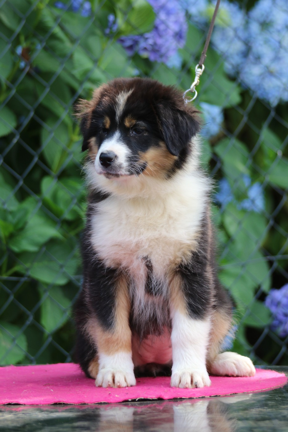 Dream Of White Angels - Chiots disponibles - Berger Australien
