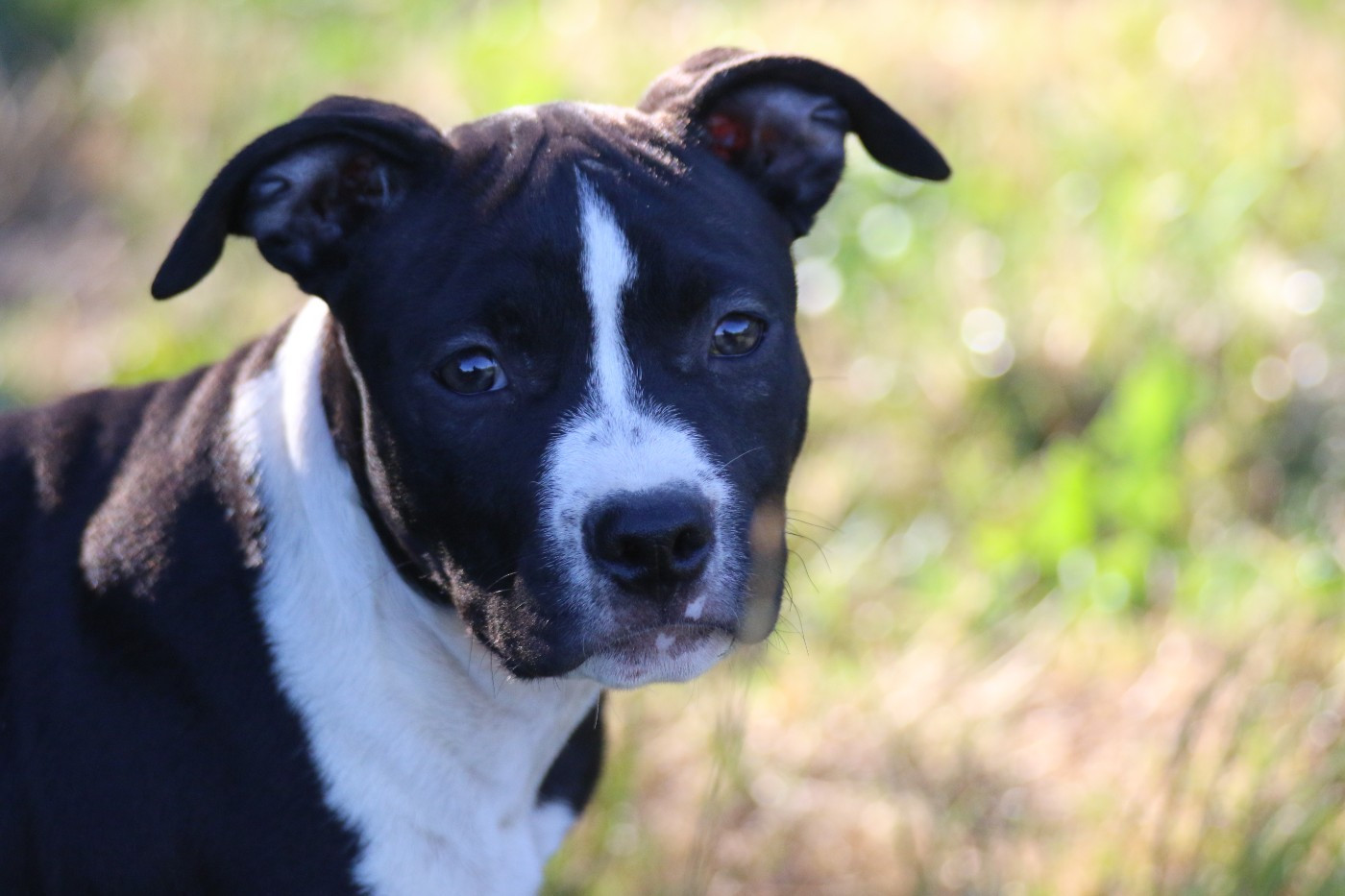 Dream Of White Angels - Chiots disponibles - American Staffordshire Terrier