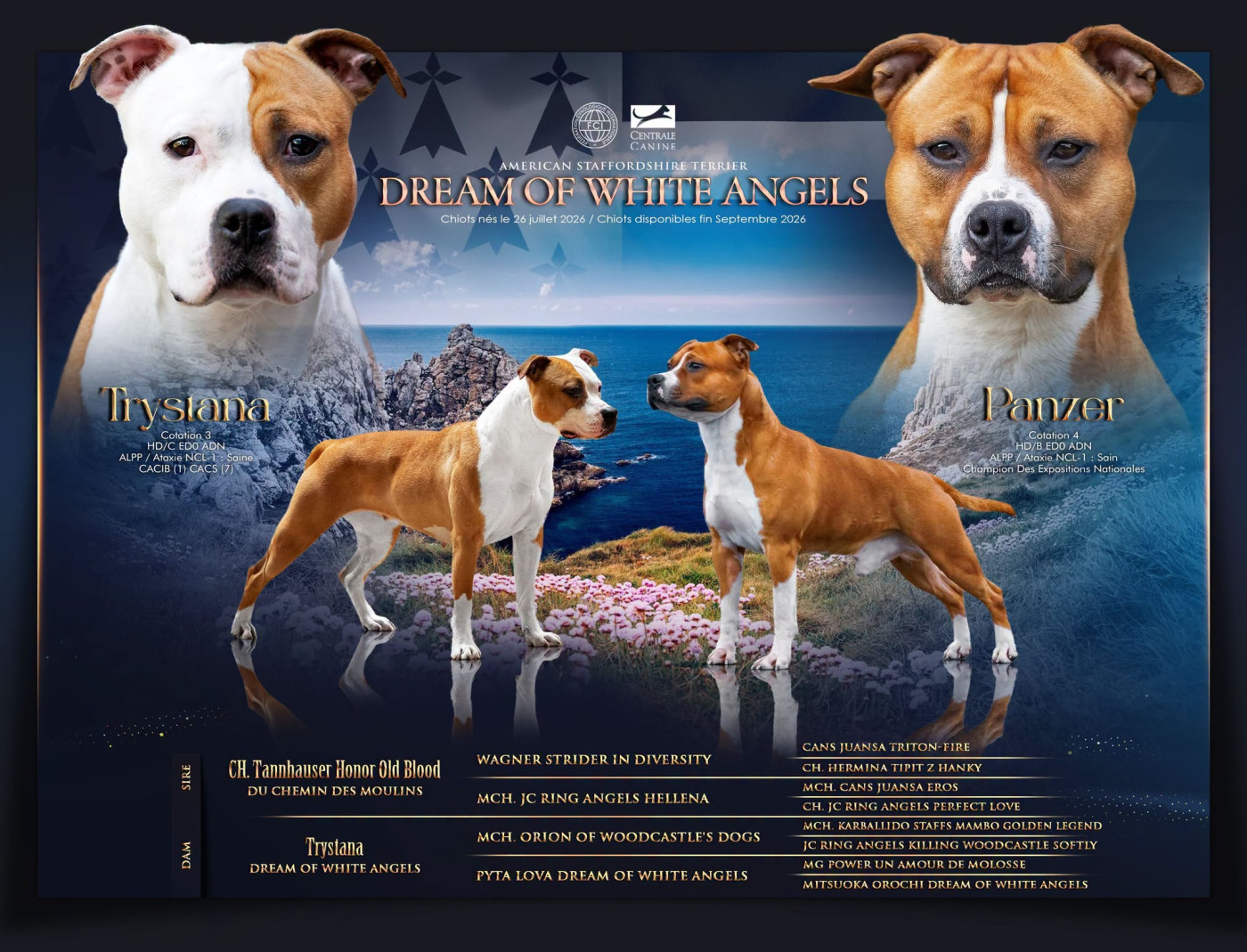 Dream Of White Angels - American Staffordshire Terrier - Portée née le 26/07/2026