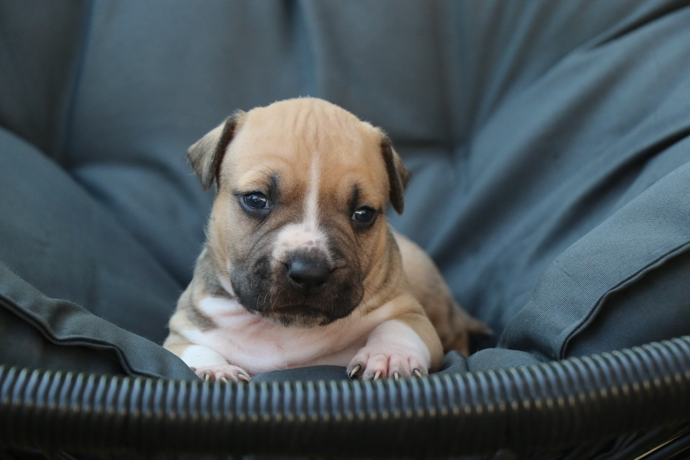Dream Of White Angels - Chiots disponibles - American Staffordshire Terrier