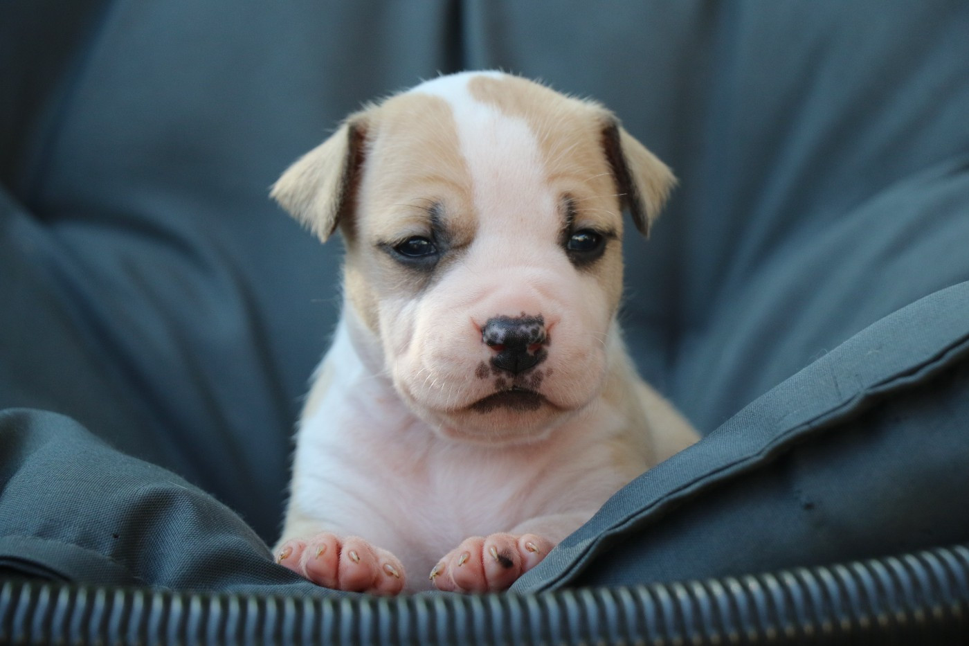 Dream Of White Angels - Chiots disponibles - American Staffordshire Terrier