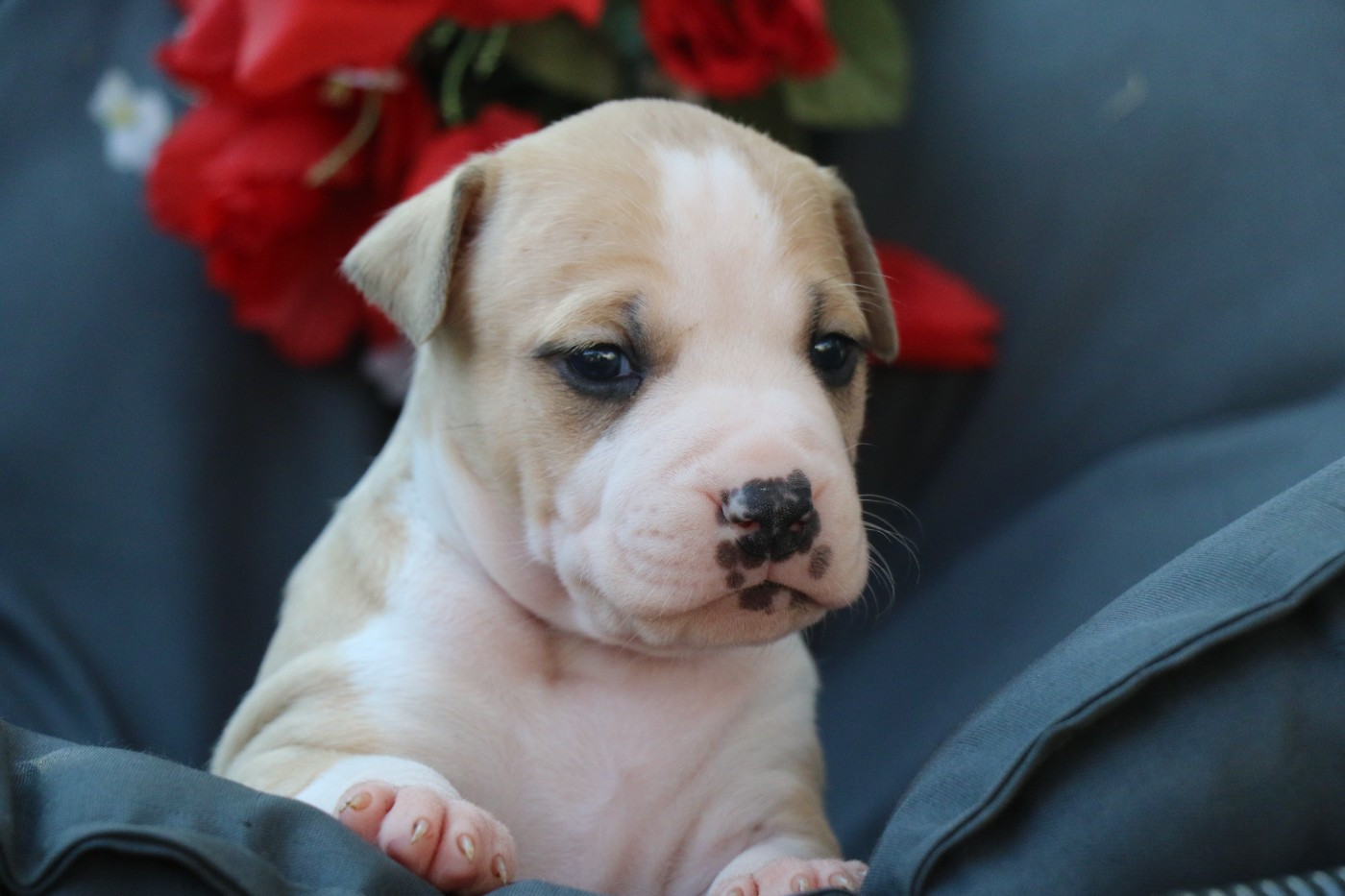 Dream Of White Angels - Chiots disponibles - American Staffordshire Terrier