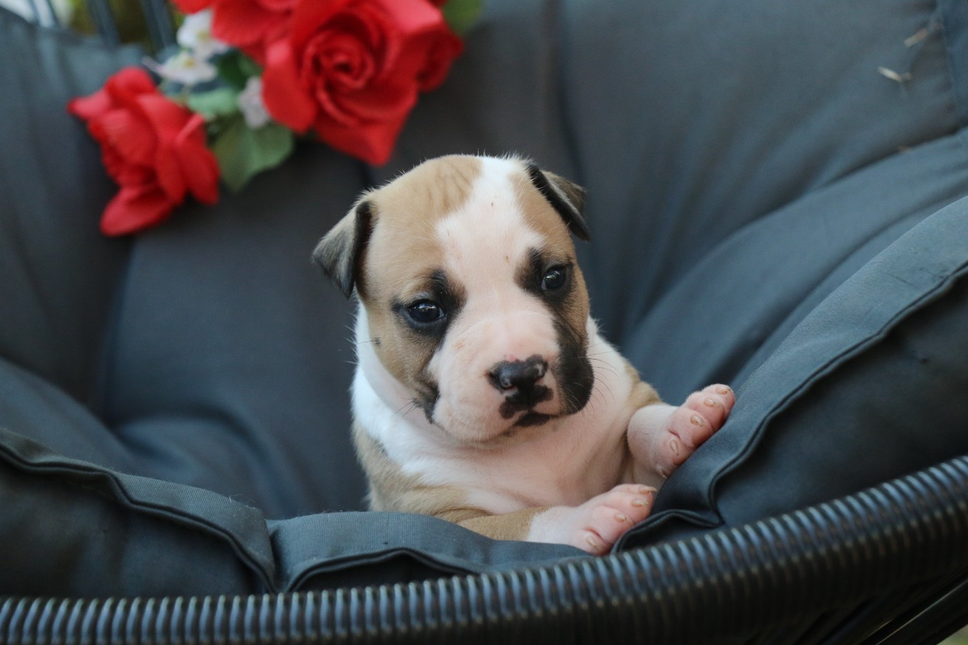 Dream Of White Angels - Chiots disponibles - American Staffordshire Terrier