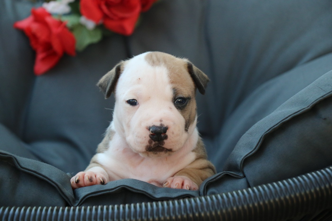 Dream Of White Angels - Chiots disponibles - American Staffordshire Terrier