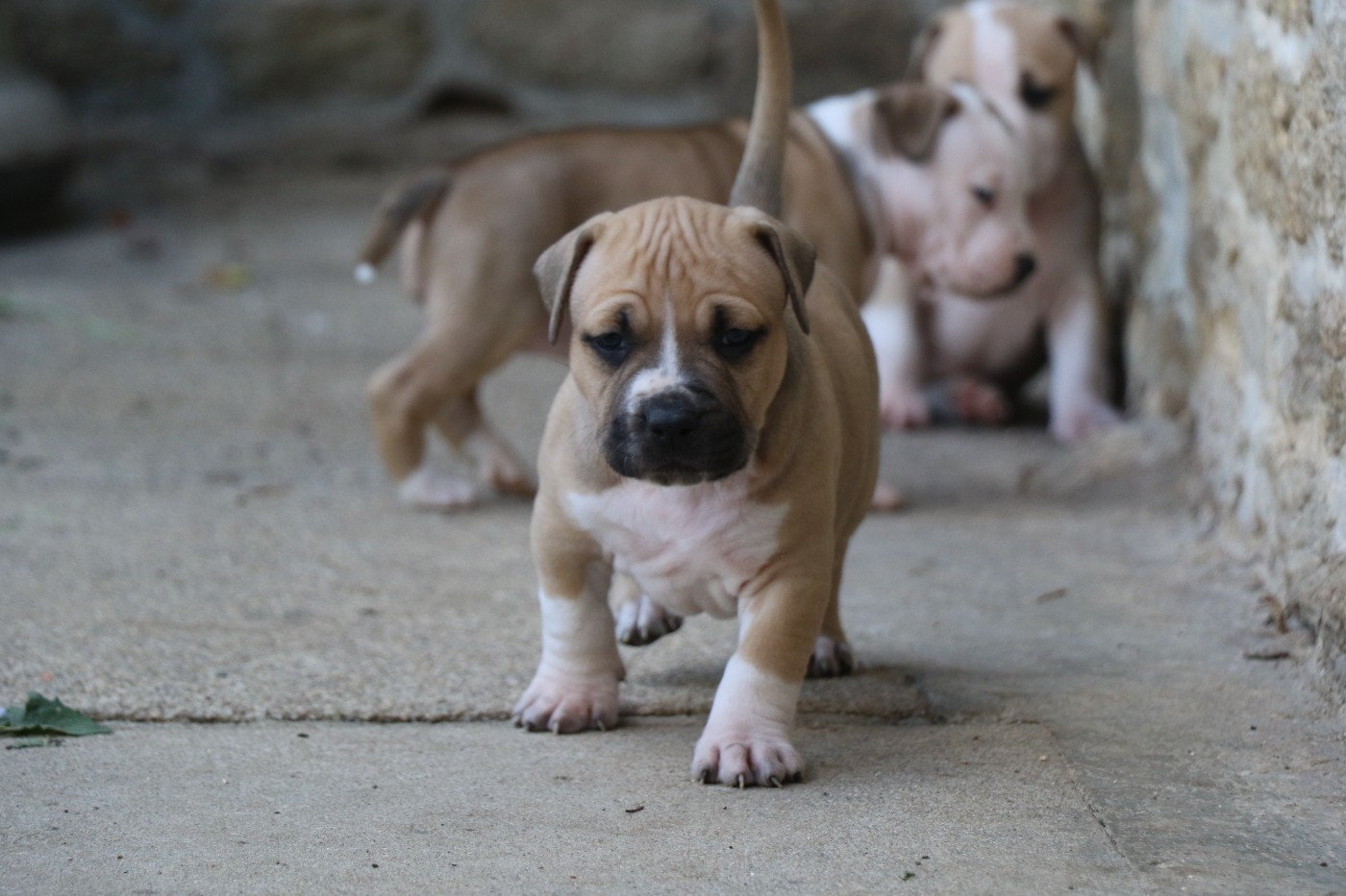 Dream Of White Angels - Chiots disponibles - American Staffordshire Terrier