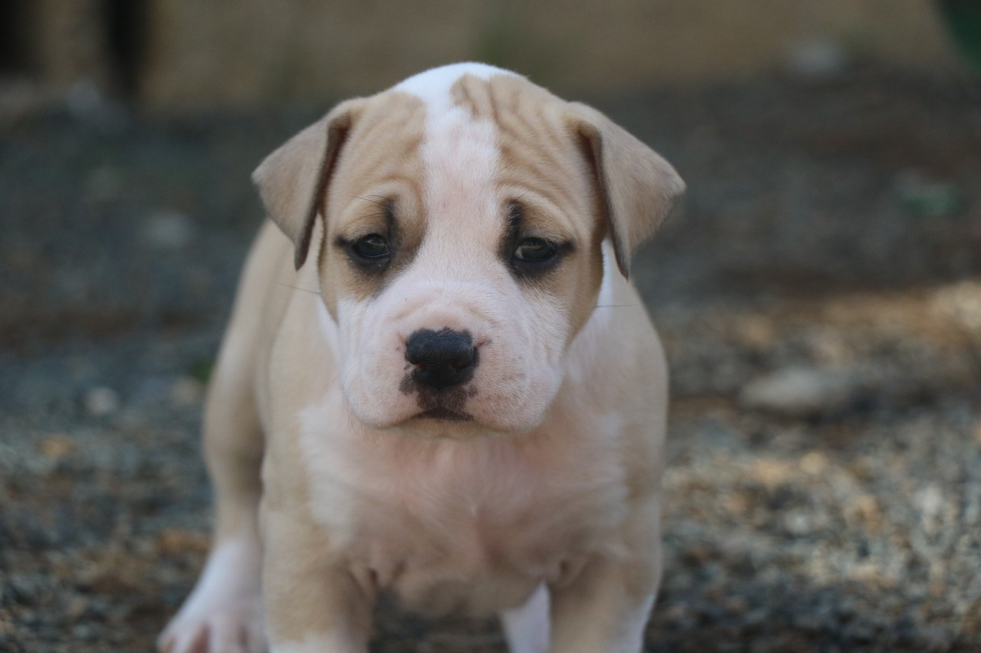 Dream Of White Angels - Chiots disponibles - American Staffordshire Terrier