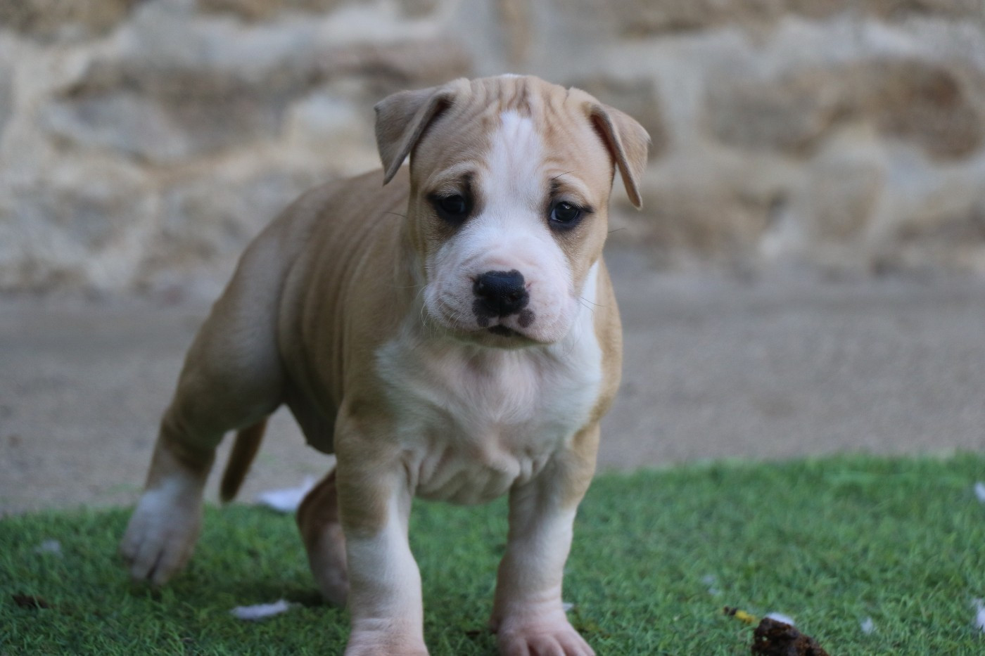 Dream Of White Angels - Chiots disponibles - American Staffordshire Terrier