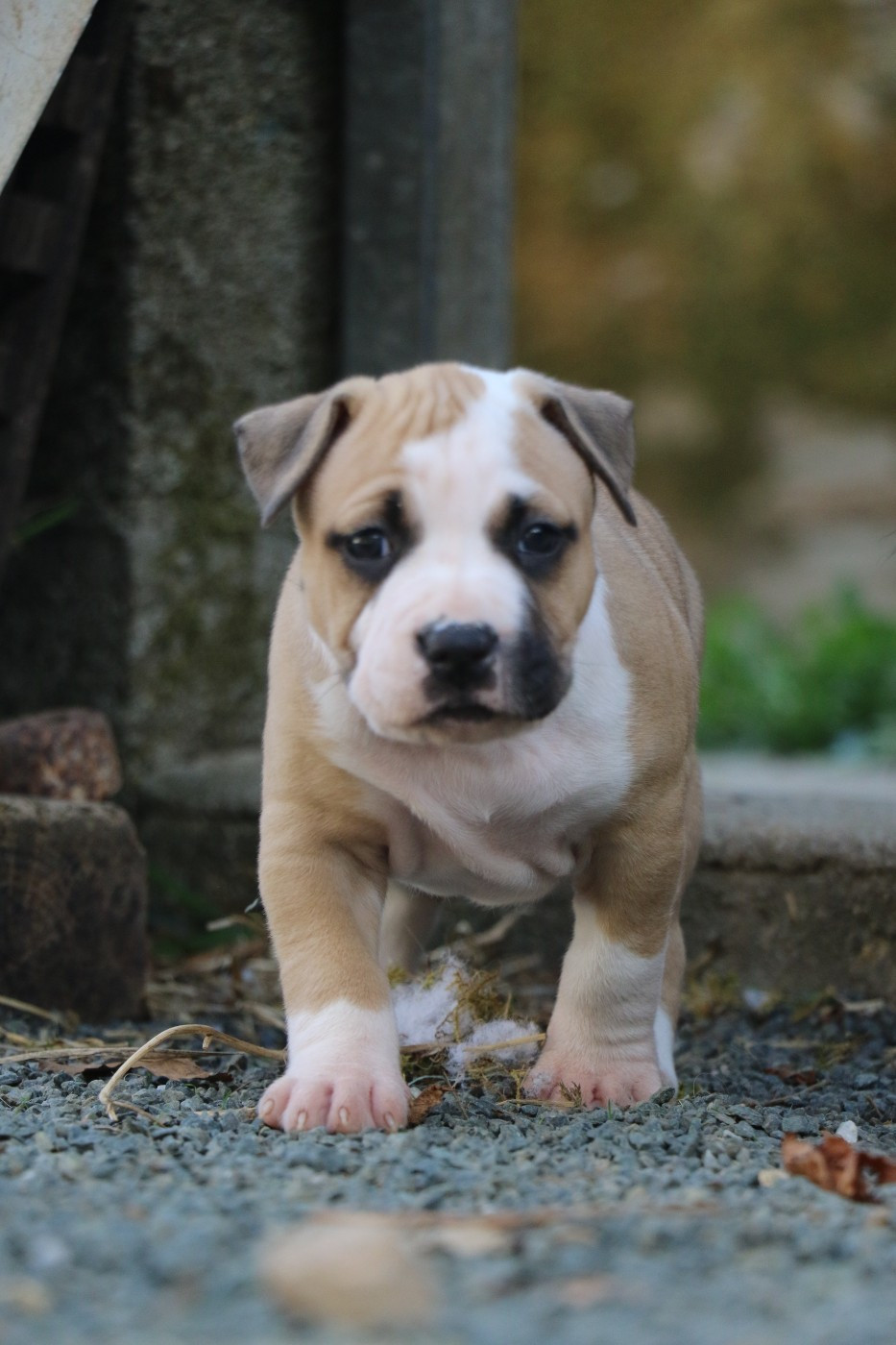 Dream Of White Angels - Chiots disponibles - American Staffordshire Terrier