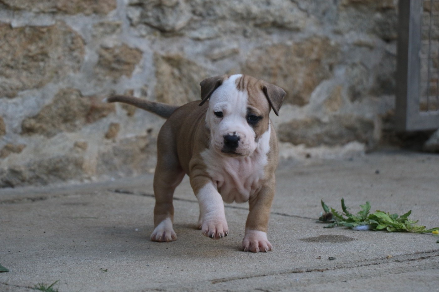Dream Of White Angels - Chiots disponibles - American Staffordshire Terrier