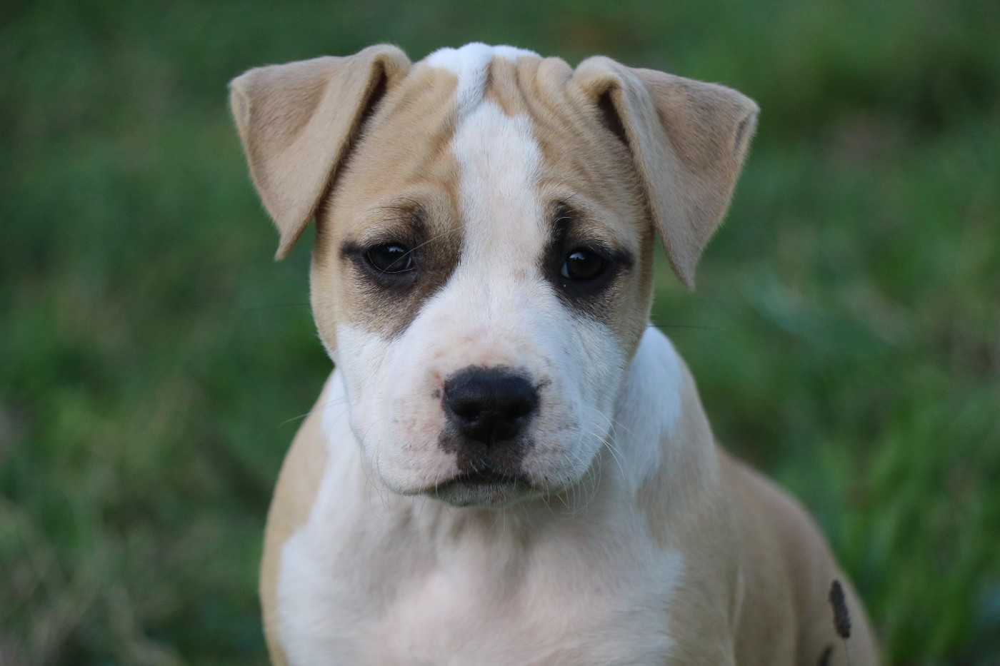 Dream Of White Angels - Chiots disponibles - American Staffordshire Terrier