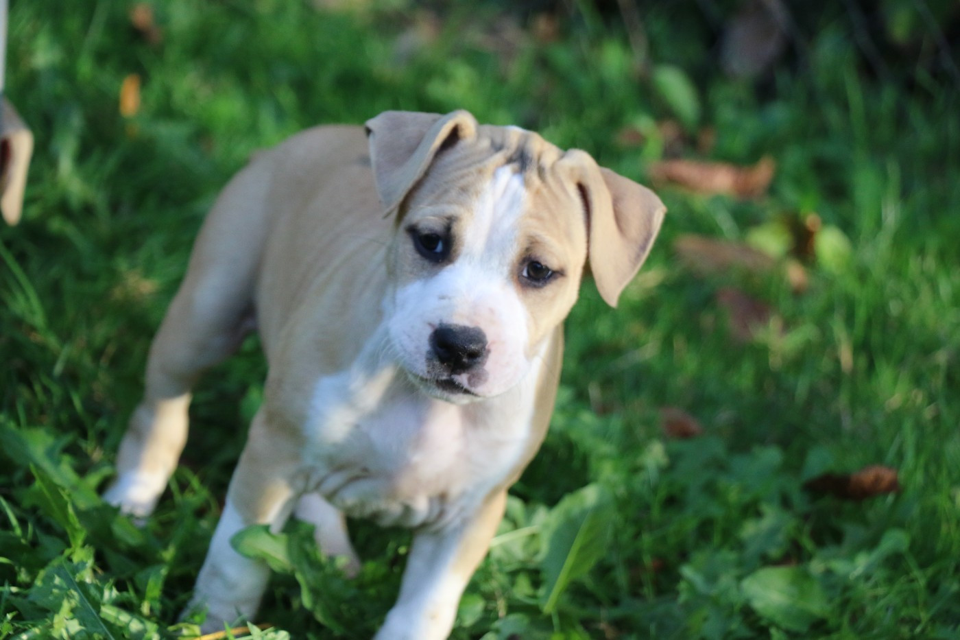Dream Of White Angels - Chiots disponibles - American Staffordshire Terrier