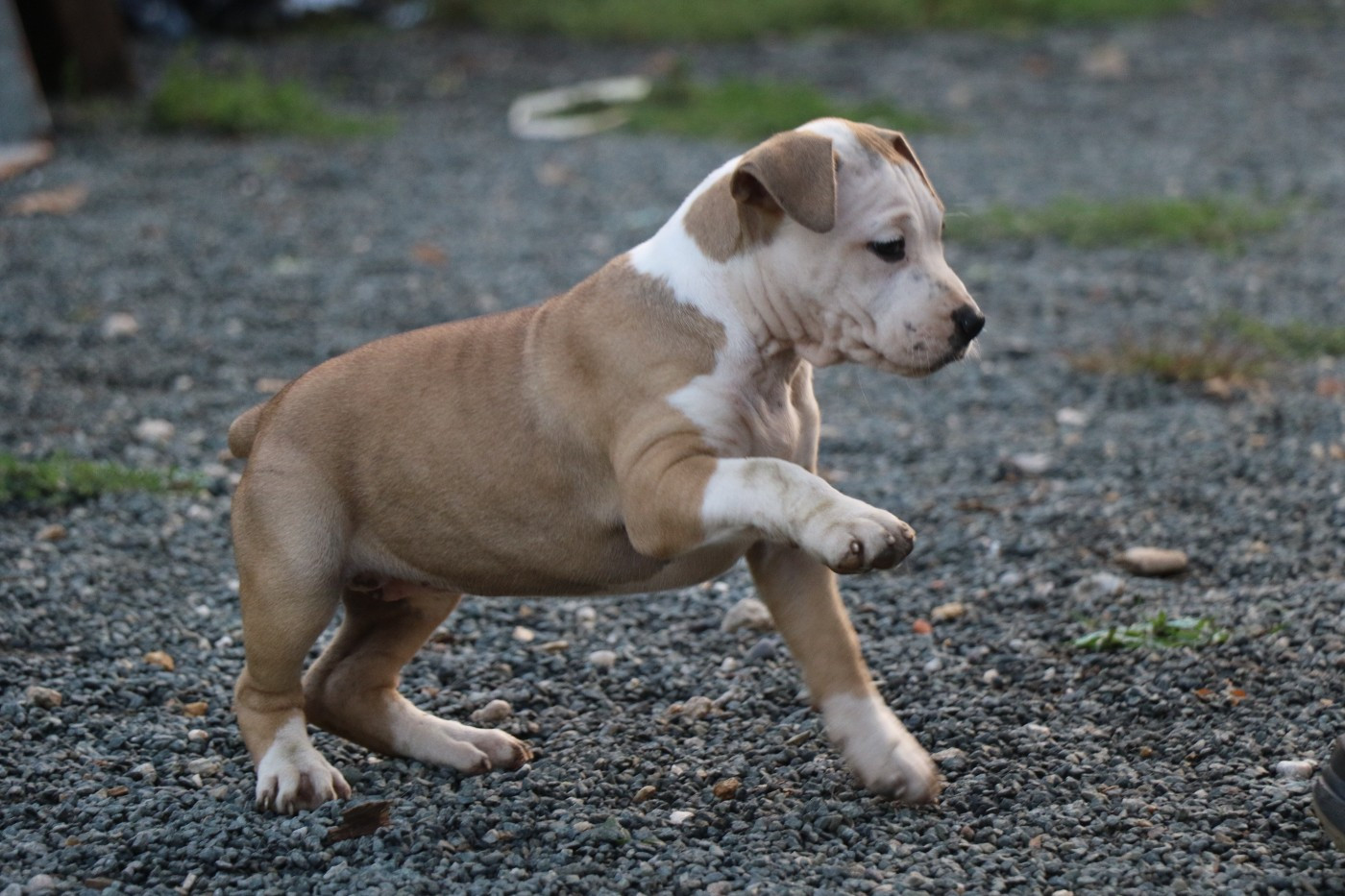 Dream Of White Angels - Chiots disponibles - American Staffordshire Terrier