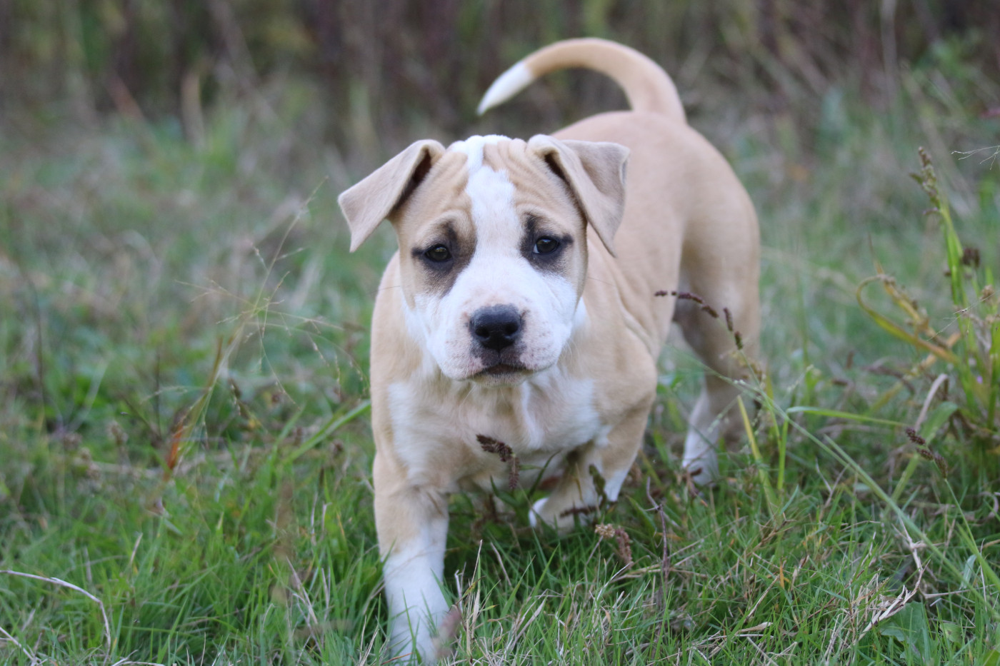 Dream Of White Angels - Chiots disponibles - American Staffordshire Terrier