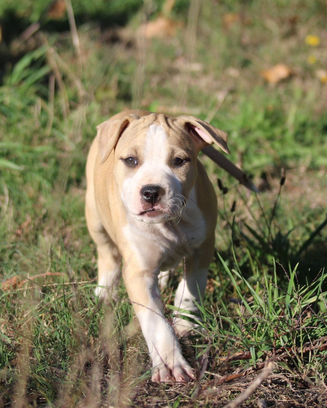 Dream Of White Angels - Chiots disponibles - American Staffordshire Terrier