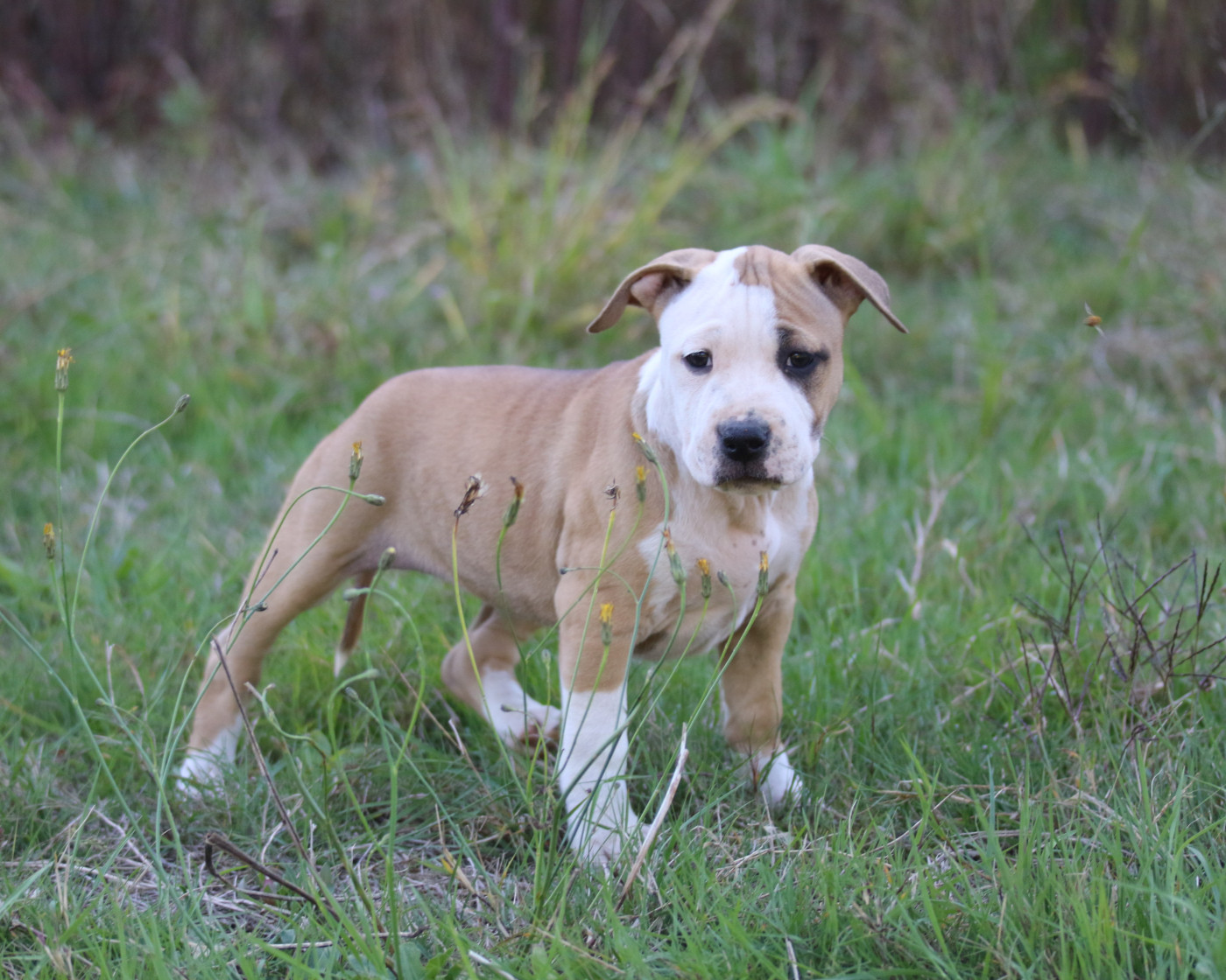 Dream Of White Angels - Chiots disponibles - American Staffordshire Terrier