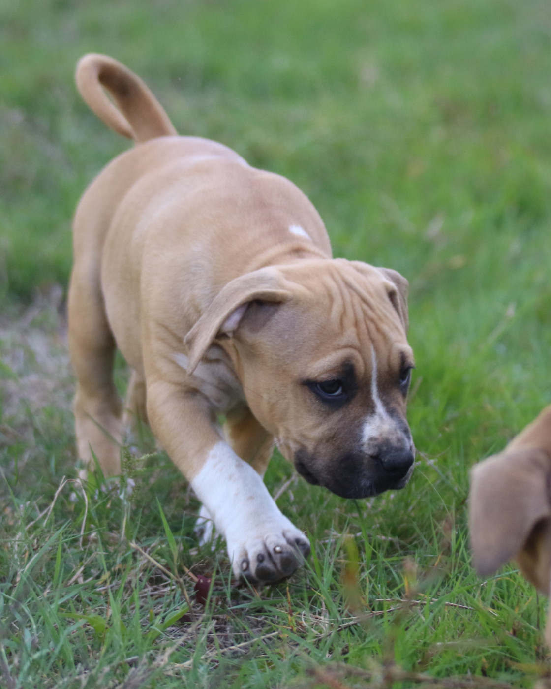 Dream Of White Angels - Chiots disponibles - American Staffordshire Terrier