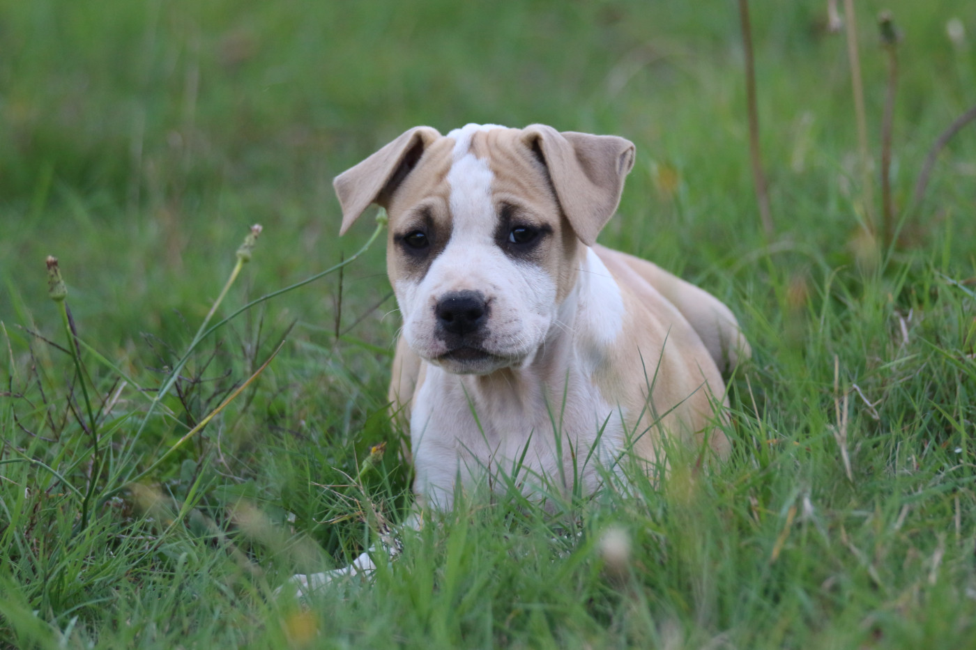 Dream Of White Angels - Chiots disponibles - American Staffordshire Terrier