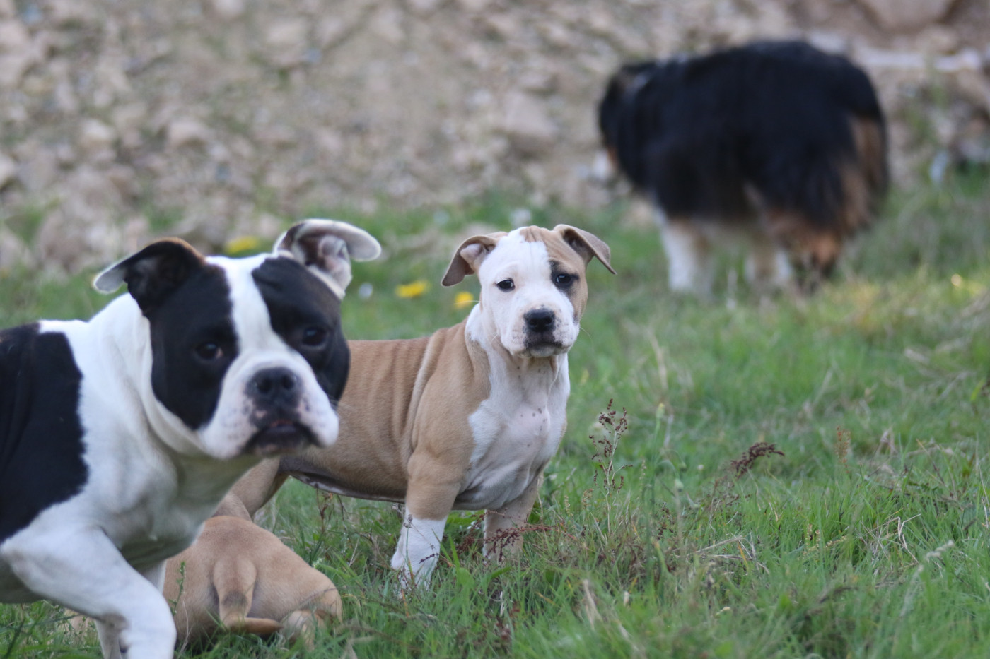 Dream Of White Angels - Chiots disponibles - American Staffordshire Terrier