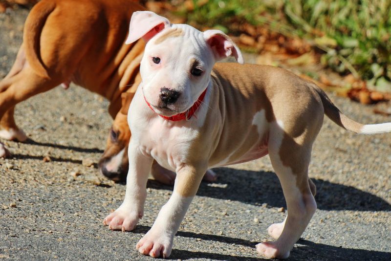 Dream Of White Angels - Chiots disponibles - American Staffordshire Terrier