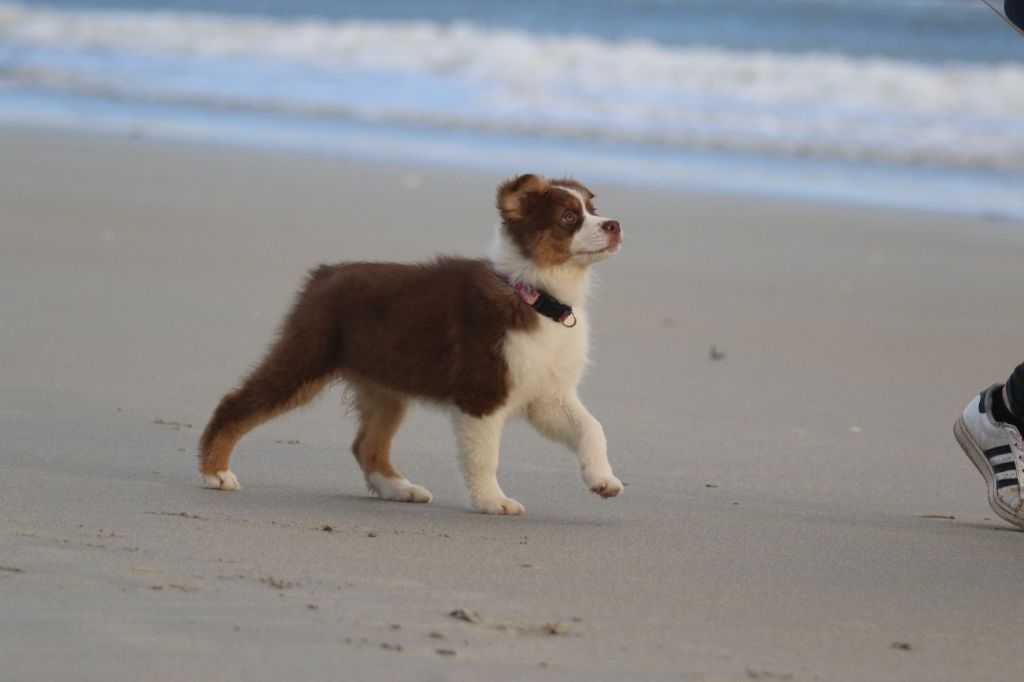 Dream Of White Angels - Chiots disponibles - Berger Australien