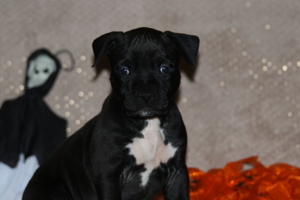 Dream Of White Angels - Chiots disponibles - American Staffordshire Terrier