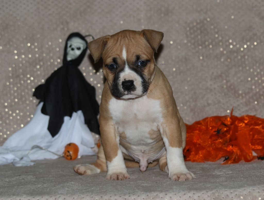 Dream Of White Angels - Chiots disponibles - American Staffordshire Terrier