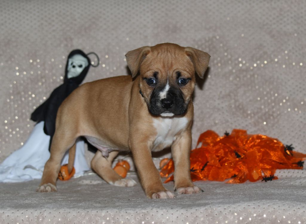 Dream Of White Angels - Chiots disponibles - American Staffordshire Terrier