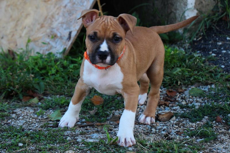 Dream Of White Angels - Chiots disponibles - American Staffordshire Terrier