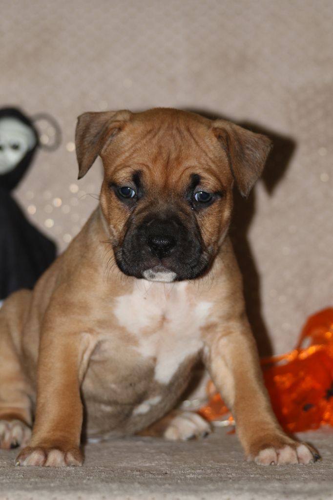 Dream Of White Angels - Chiots disponibles - American Staffordshire Terrier