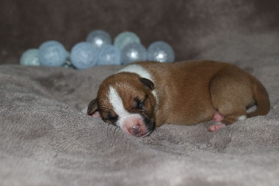 CHIOT