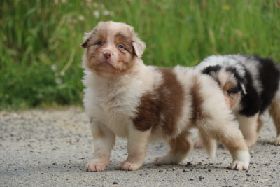 M rouge merle