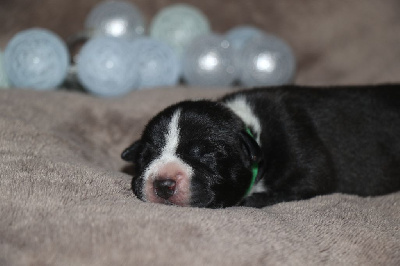 CHIOT