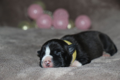 CHIOT