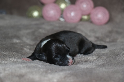 CHIOT