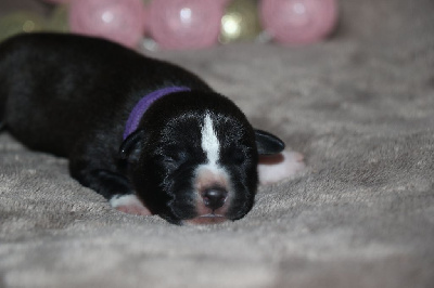 CHIOT