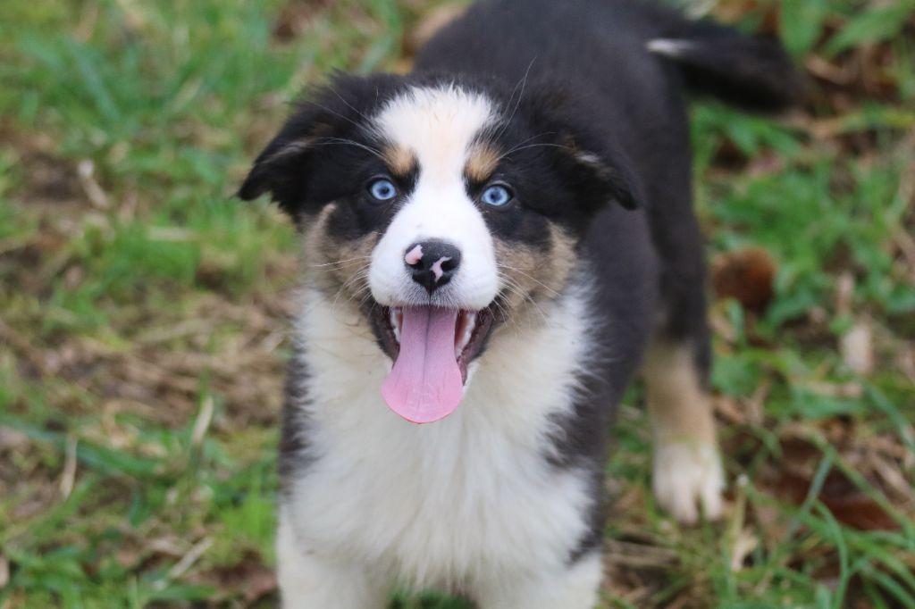 Dream Of White Angels - Chiots disponibles - Berger Australien