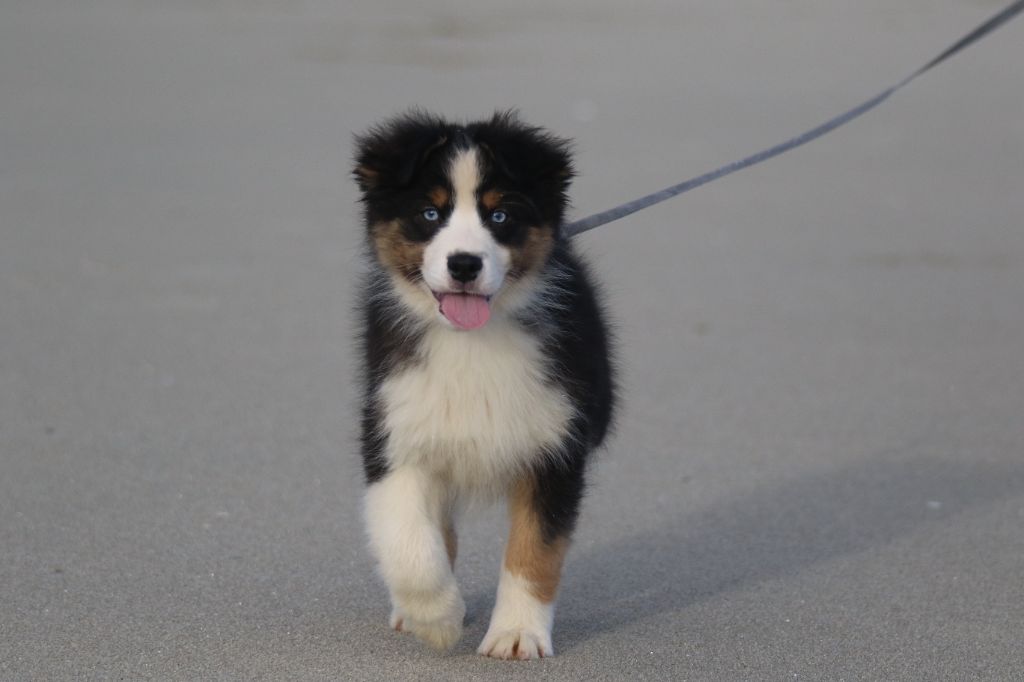 Dream Of White Angels - Chiots disponibles - Berger Australien