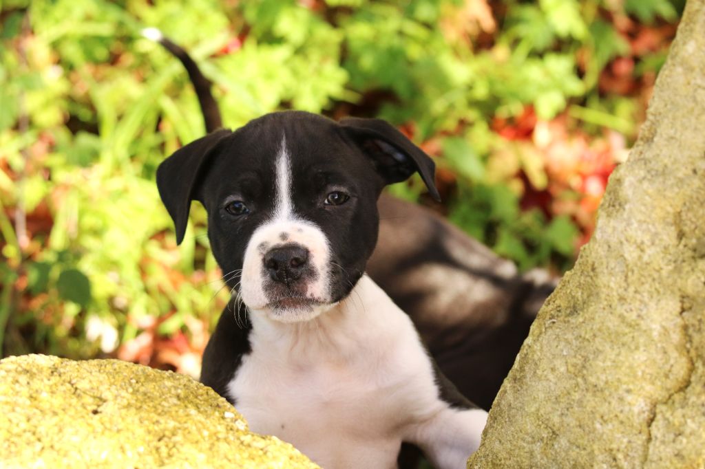 Dream Of White Angels - Chiots disponibles - American Staffordshire Terrier