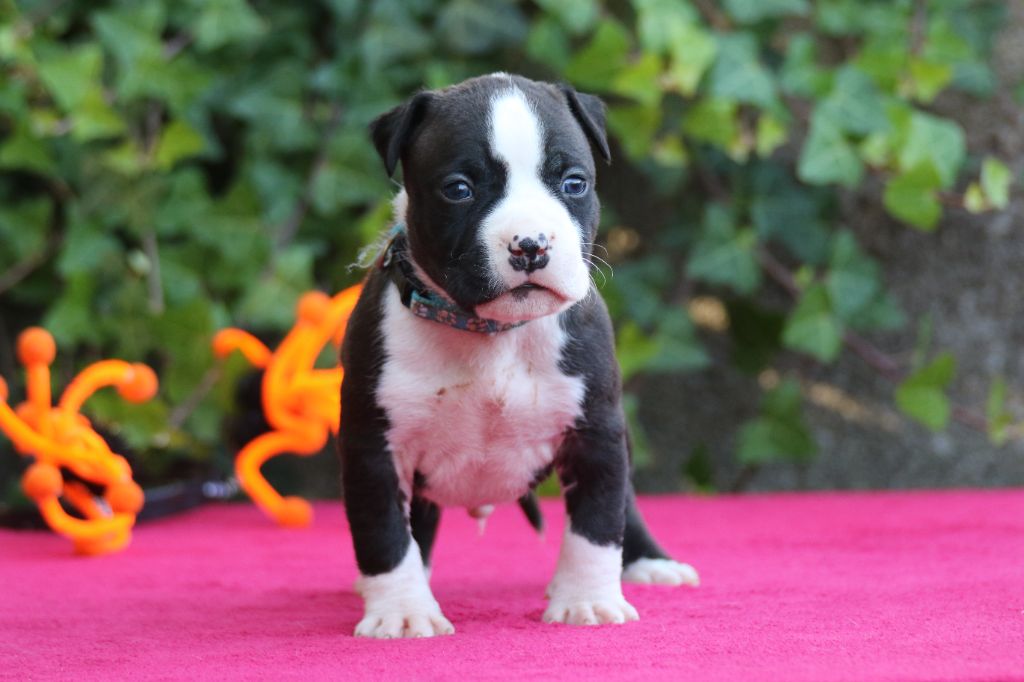 Dream Of White Angels - Chiots disponibles - American Staffordshire Terrier